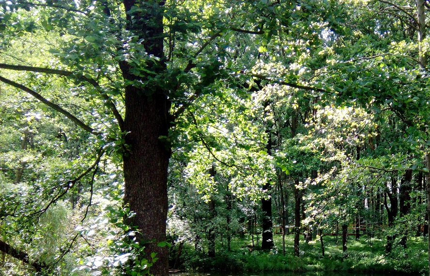 To będzie niezwykły las. Składać się ma wyłącznie z drzew zasadzonych na pamiątkę urodzin małych katowiczan.