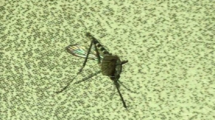Olbrzymie komary dotarły do Katowic. Nasza czytelniczka stoczyła walkę z trzema takimi potworami. To przedstawiciele gatunku roznoszącego tropikalne zarazy.