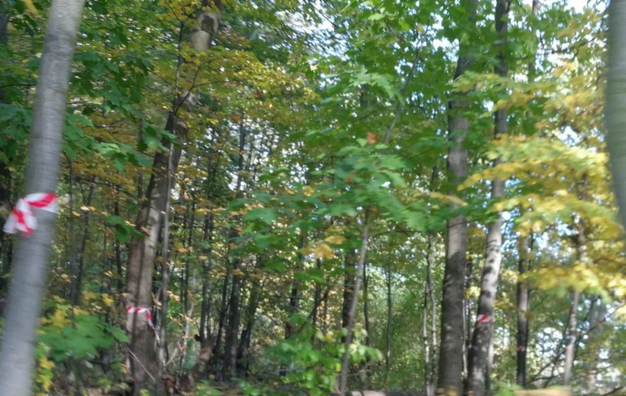 Prokuratura włącza się w sprawę planów wycięcia ogromnej ilości drzew na obrzeżach Parku Śląskiego.