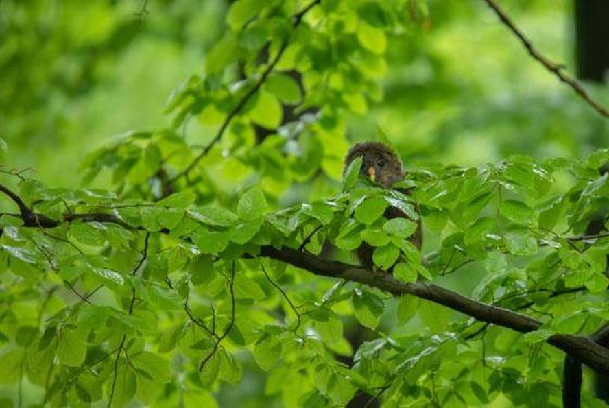Żyje ich zaledwie kilkaset par na całym świecie. Na Górnym Śląsku widziane były ostatni raz ponad sto lat temu. Te niezwykle rzadkie ptaki powróciły i zamieszkały w katowickim lesie.