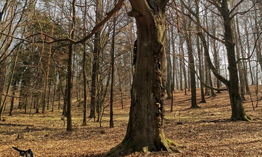 Nadleśnictwo Katowice tłumaczy, że wyrąb w Lasach Murckowskich odbywa się dla dobra przyrody.  Pod topór mają tam pójść nawet przepiękne, niemal 200-letnie buki.