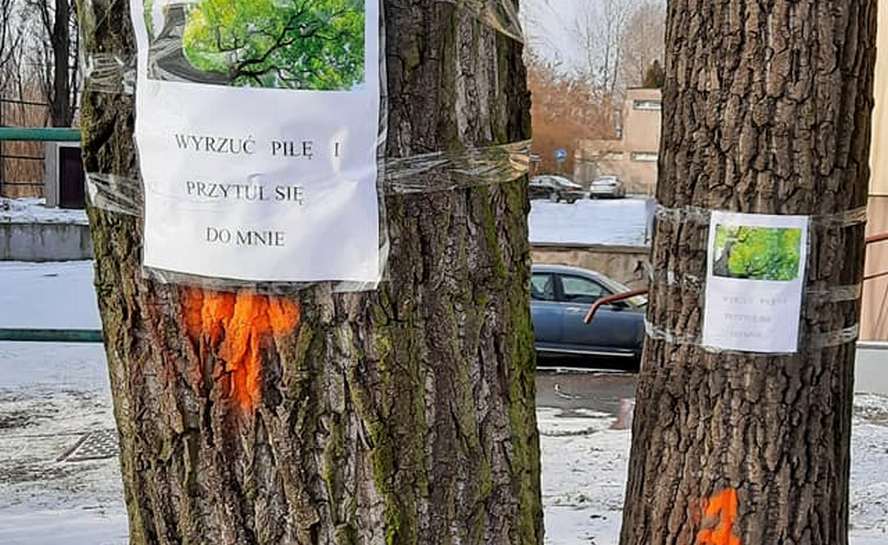Po przepięknych kasztanowcach z ul. Raciborskiej deweloperzy planują unicestwić kolejne drzewa w Katowicach.