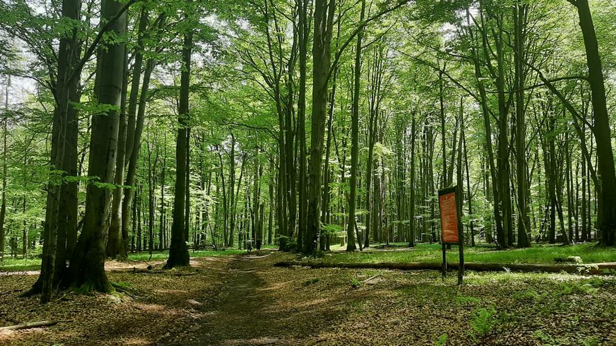 13 hektarów Lasu Murckowskiego pod ochroną – buki zostały ocalone.