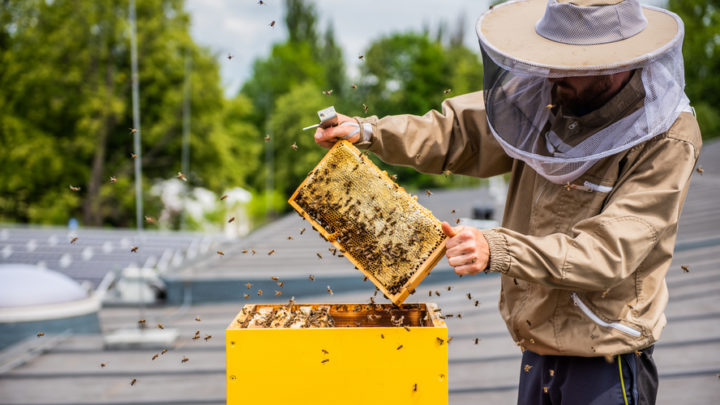 Śląskie idzie na pomoc pszczołom zagrożonym wyginięciem.