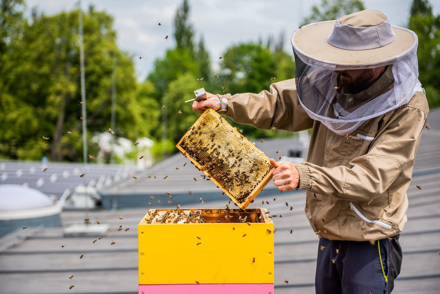 Katowice przygotowały ule dla 240 tys. pszczół.