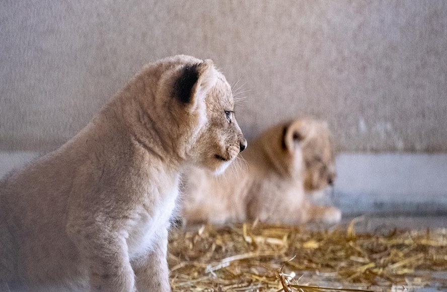 Słodziaki. Młode lwiątka niedawno urodziły się w Śląskim Zoo.